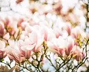 10 belaj landaj arbustoj, kiuj floras per rozkoloraj floroj 7770_22