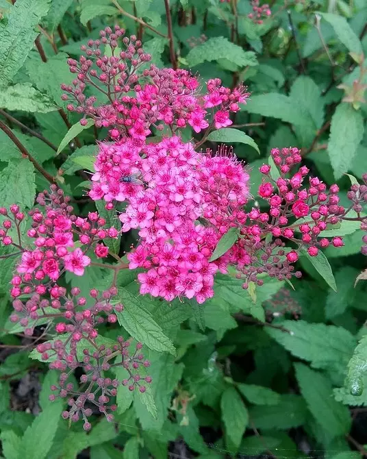 10 belaj landaj arbustoj, kiuj floras per rozkoloraj floroj 7770_31