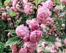 10 सुंदर देश shrubs जे गुलाबी फुलांनी Blooms 7770_36