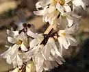 10 belaj landaj arbustoj, kiuj floras per rozkoloraj floroj 7770_42
