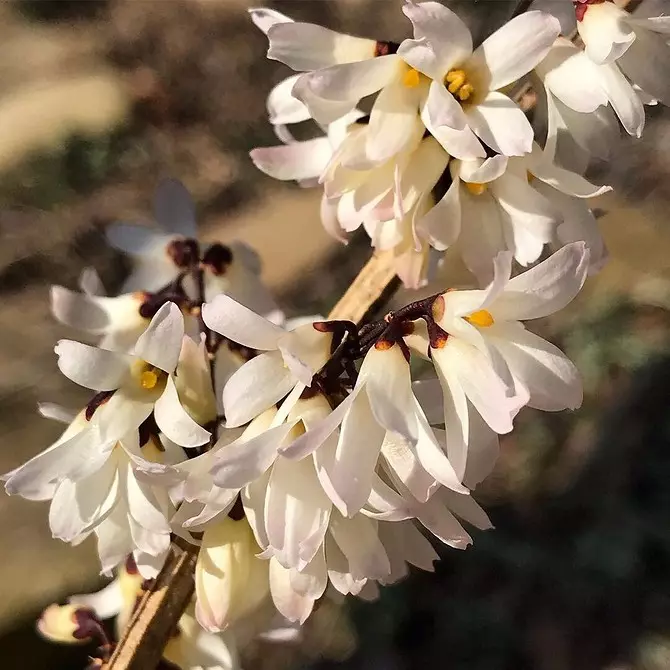 10 belaj landaj arbustoj, kiuj floras per rozkoloraj floroj 7770_45