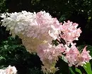 10 belaj landaj arbustoj, kiuj floras per rozkoloraj floroj 7770_47