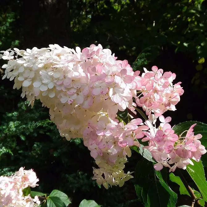 10 belaj landaj arbustoj, kiuj floras per rozkoloraj floroj 7770_50