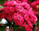 10 beaux arbustes de pays qui fleurissent avec des fleurs roses 7770_53