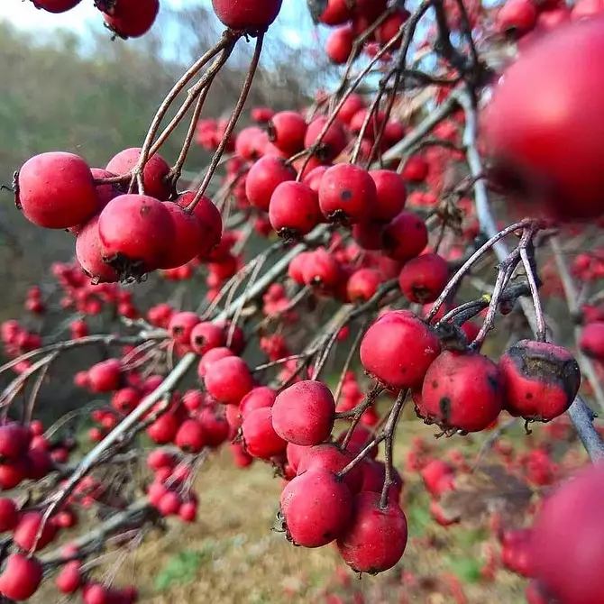 10 सुंदर देश shrubs जे गुलाबी फुलांनी Blooms 7770_58