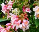 10 सुंदर देश shrubs जे गुलाबी फुलांनी Blooms 7770_60