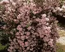 10 belaj landaj arbustoj, kiuj floras per rozkoloraj floroj 7770_61