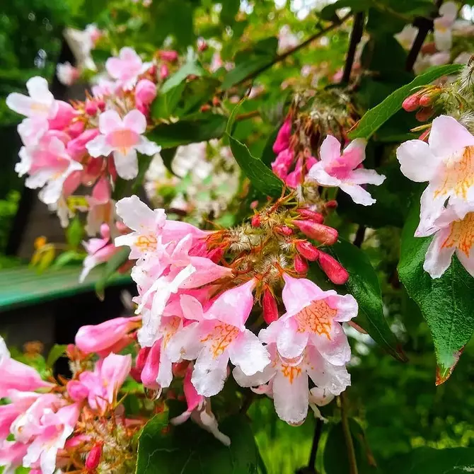 10 belaj landaj arbustoj, kiuj floras per rozkoloraj floroj 7770_63