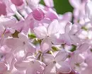 10 belaj landaj arbustoj, kiuj floras per rozkoloraj floroj 7770_9