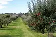 秋や春：木を植えるほうがよいときに理解する