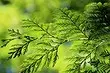 Thuja Yellowing : 이유를 알아 내고 식물을 치료할 경우 어떻게해야합니까?