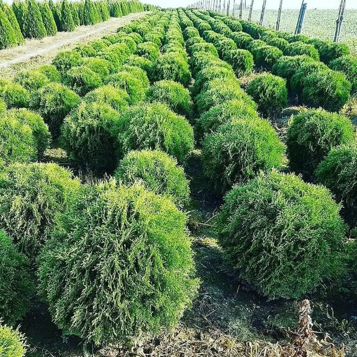 Пересадка туи на другое место