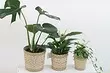 7 reasons why don't plants come out in the house