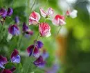 7 najljepših kovrčavih cvjetova za vrt 7891_17
