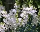 7 najljepših kovrčavih cvjetova za vrt 7891_19