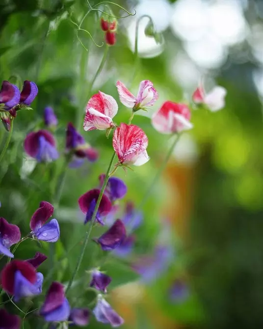 7 flores mais bonitas encaracoladas para o jardim 7891_20