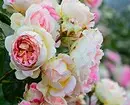 7 najljepših kovrčavih cvjetova za vrt 7891_24
