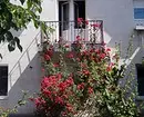 7 najljepših kovrčavih cvjetova za vrt 7891_26