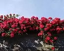 7 najljepših kovrčavih cvjetova za vrt 7891_27