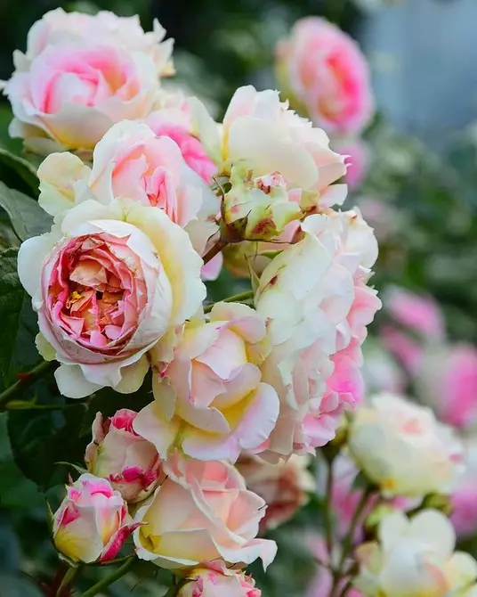 7 najljepših kovrčavih cvjetova za vrt 7891_28