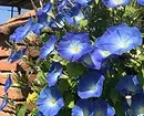 7 najljepših kovrčavih cvjetova za vrt 7891_4