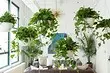 7 curly plants that you can easily grow in the apartment