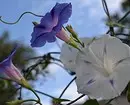 7 flores mais bonitas encaracoladas para o jardim 7891_6
