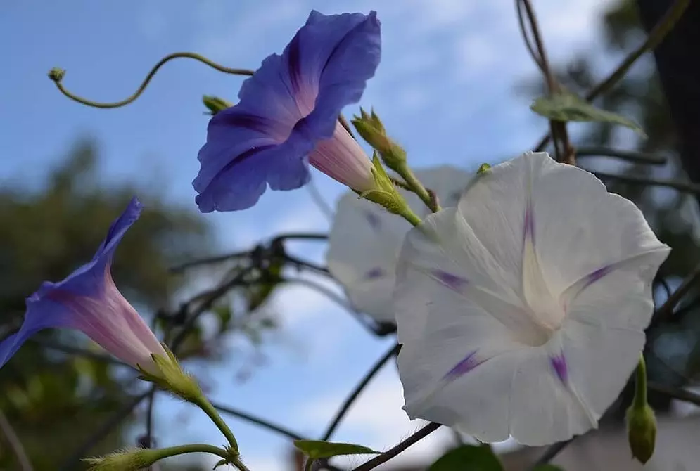 7 najljepših kovrčavih cvjetova za vrt 7891_9