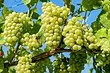 Secara terperinci dan langkah demi langkah: bagaimana untuk menanam benih anggur pada musim bunga