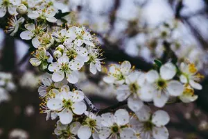 10 meilleurs arbustes de pays fleurissant des fleurs blanches 7960_1