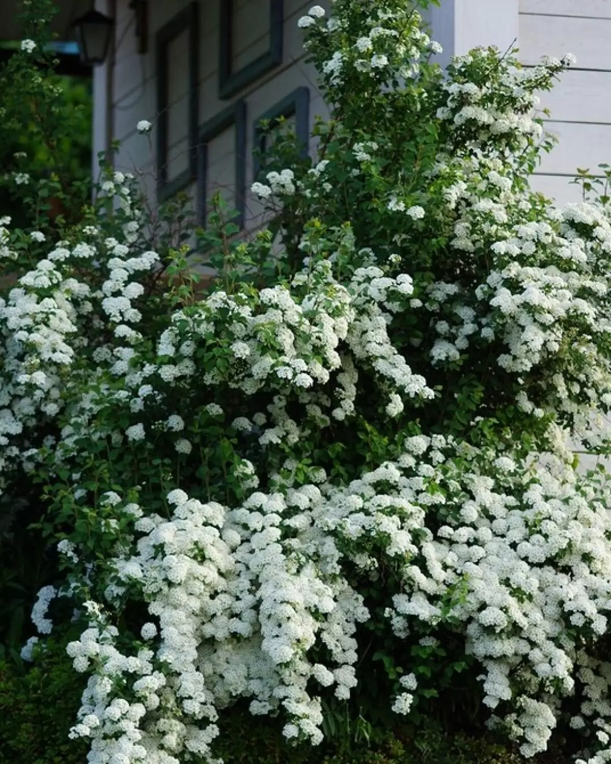 10 mellores arbustos do país floración de flores brancas 7960_10