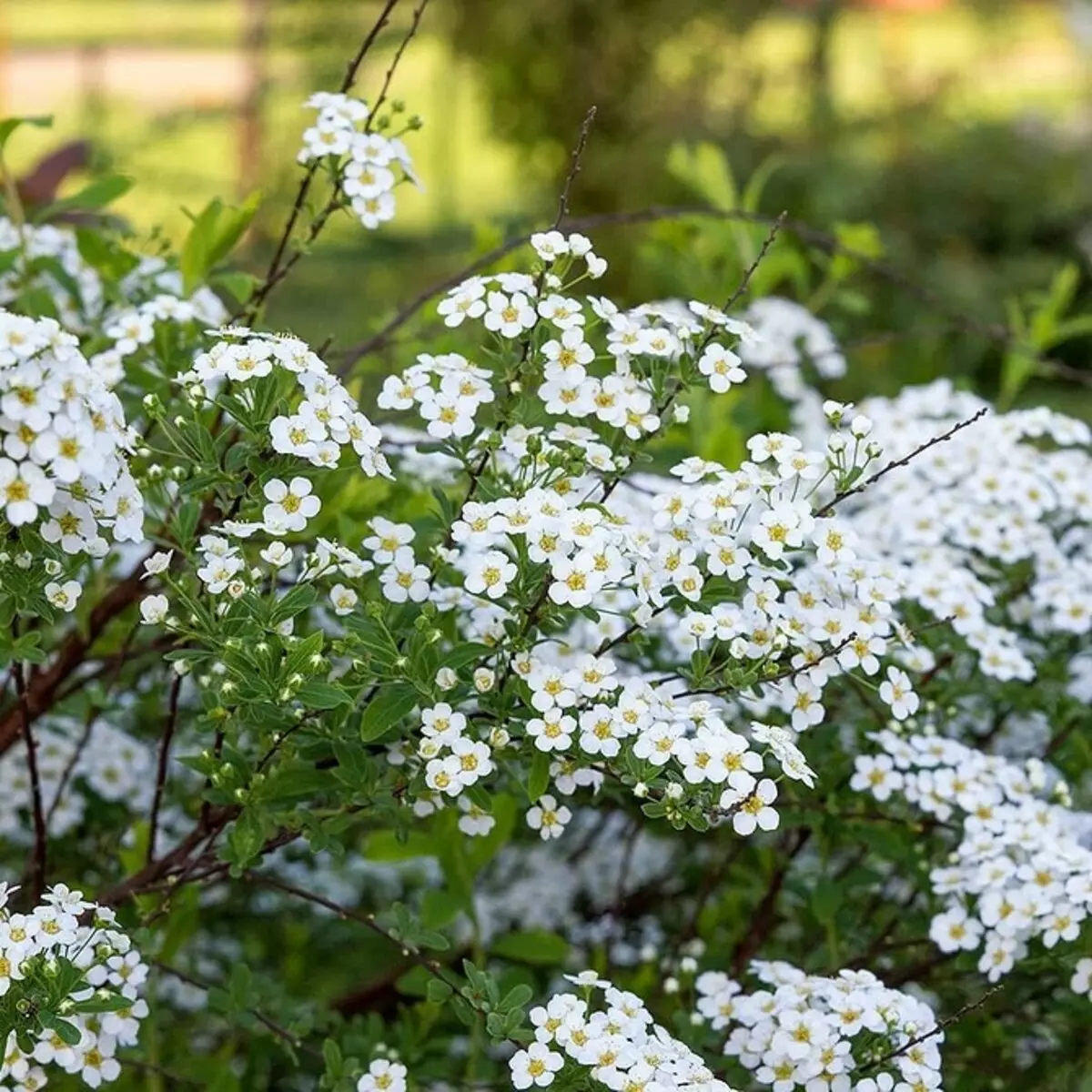 白い花を咲く10の最良の国低木 7960_11