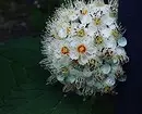 10 mellores arbustos do país floración de flores brancas 7960_12