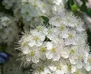 白い花を咲く10の最良の国低木 7960_13