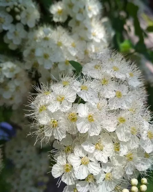 白い花を咲く10の最良の国低木 7960_15