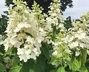 白い花を咲く10の最良の国低木 7960_17