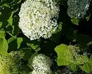 10 кращих дачних чагарників, квітучих білими квітами 7960_18