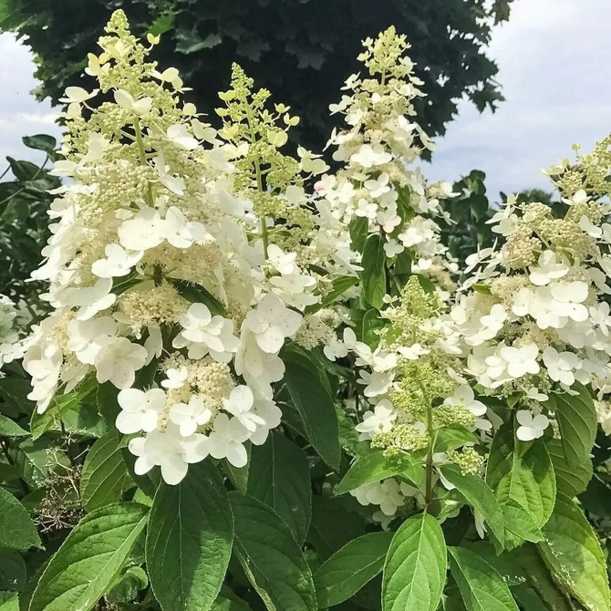 白い花を咲く10の最良の国低木 7960_19