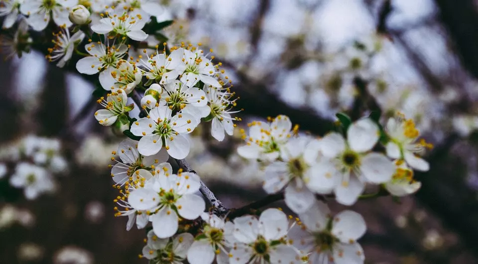 10 mellores arbustos do país floración de flores brancas