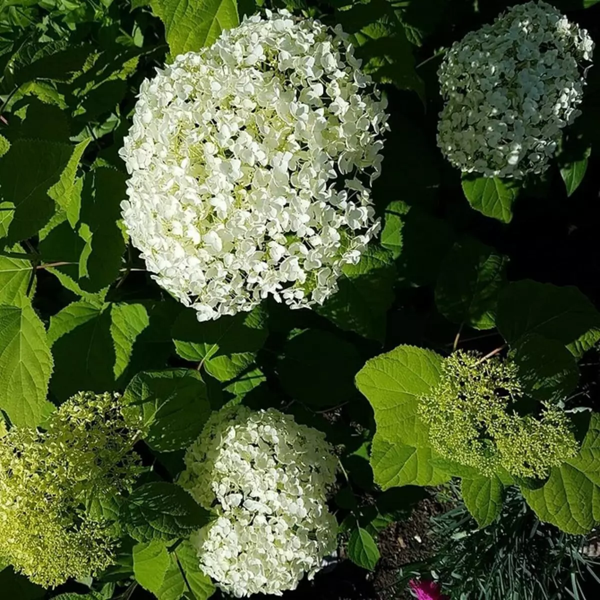 10 meilleurs arbustes de pays fleurissant des fleurs blanches 7960_20