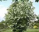10 кращих дачних чагарників, квітучих білими квітами 7960_22