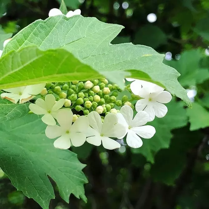 10 melhores arbustos do país florescendo flores brancas 7960_23