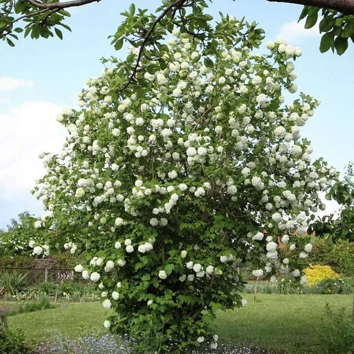 10個最佳國家灌木盛開的白花 7960_24