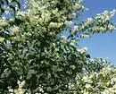 白い花を咲く10の最良の国低木 7960_25