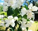白い花を咲く10の最良の国低木 7960_26