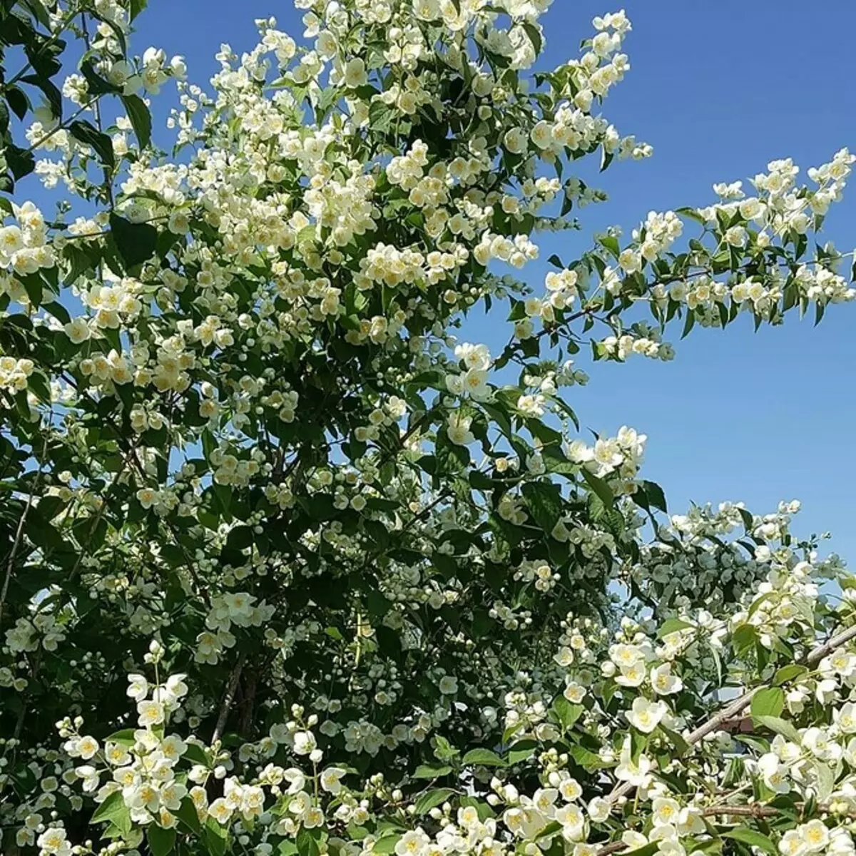 10個最佳國家灌木盛開的白花 7960_27