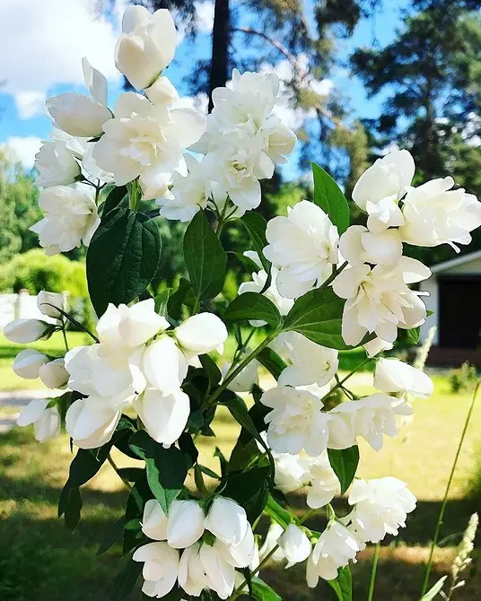 10 parimat riiki põõsast õitsevad valged lilled 7960_28