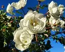 10 mellores arbustos do país floración de flores brancas 7960_29