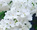 10 beste Landsträucher blühende weiße Blumen 7960_3