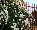 白い花を咲く10の最良の国低木 7960_30
